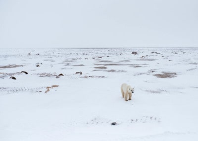 The Problem With Polar Bears