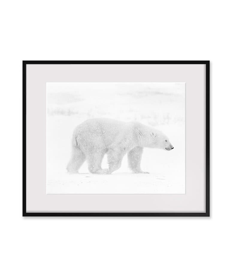 White Bear by Max Lowe