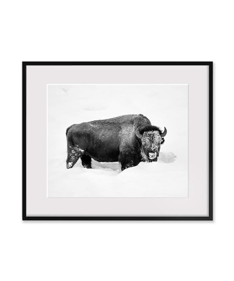 Buff by Max Lowe