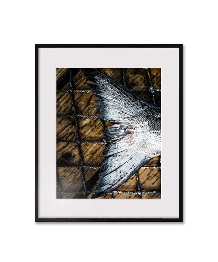 Wild Alaska King Salmon Tail, Kachemak Bay Alaska by Dawn Heumann