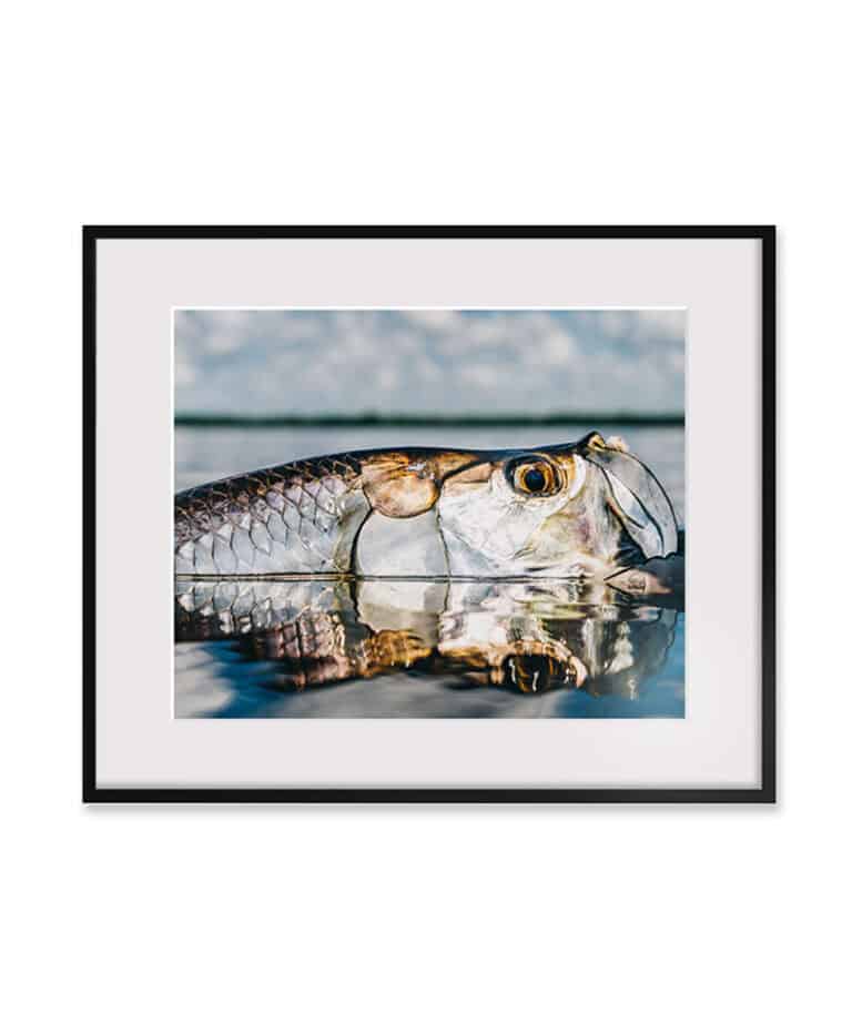 Tarpon in Repose by Austin Coit