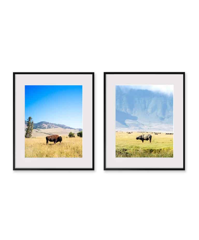 Dueling Buffalo by Tyler Sharp