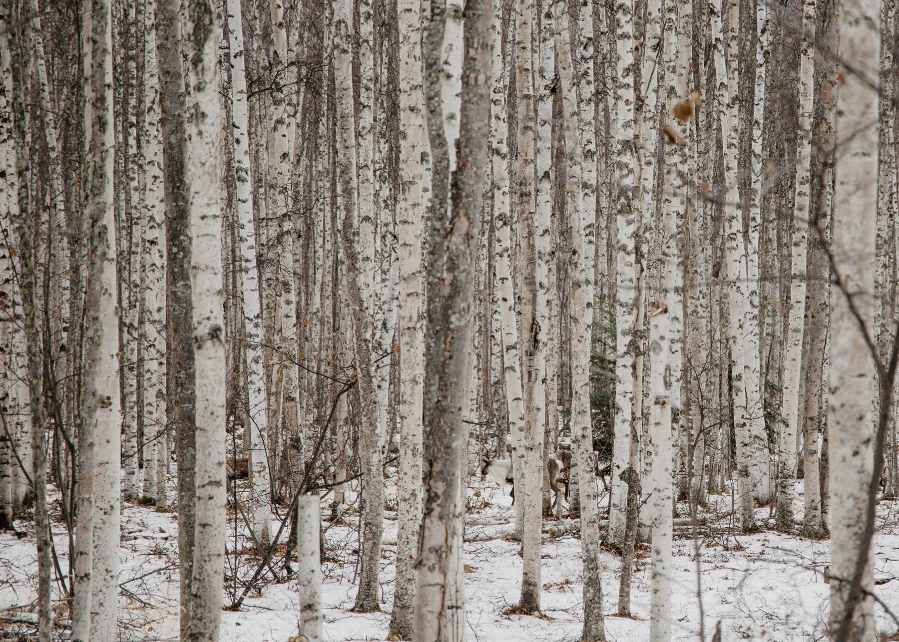 Animal camouflages in winter scene of dense aspen trees.