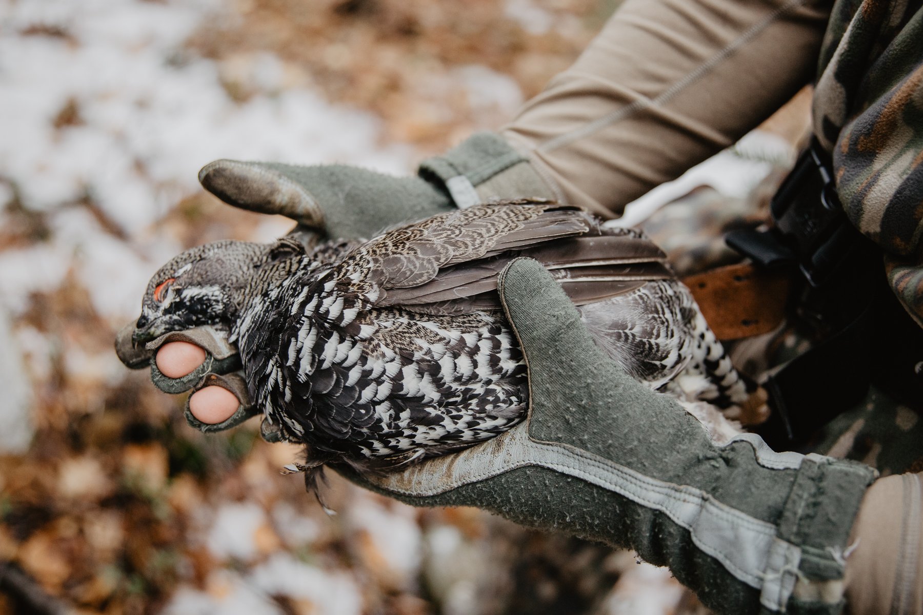 Gloved hands hold dead bird