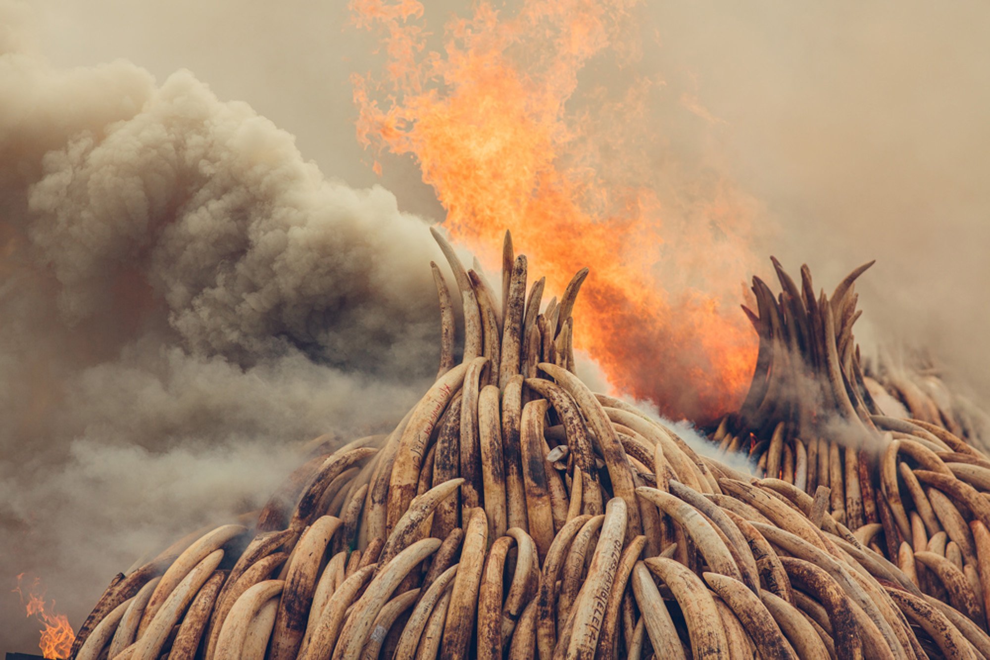 Piles of ivory burning.