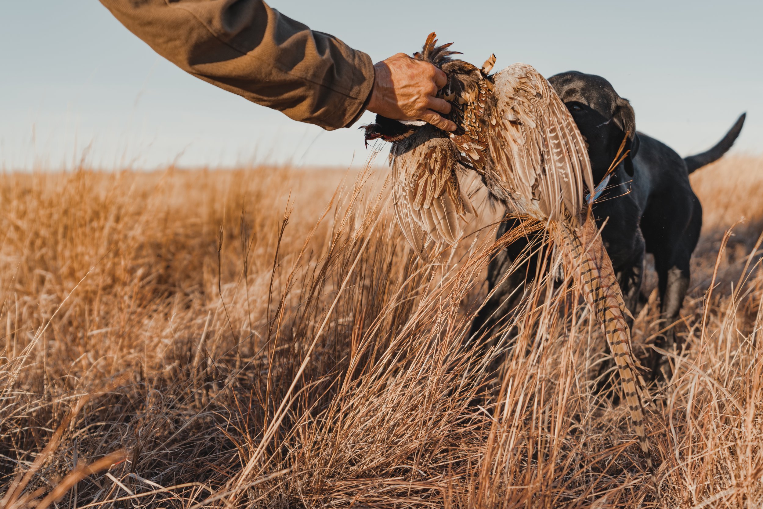 A black lab brings a retrieved pheasant to the hunter's hand