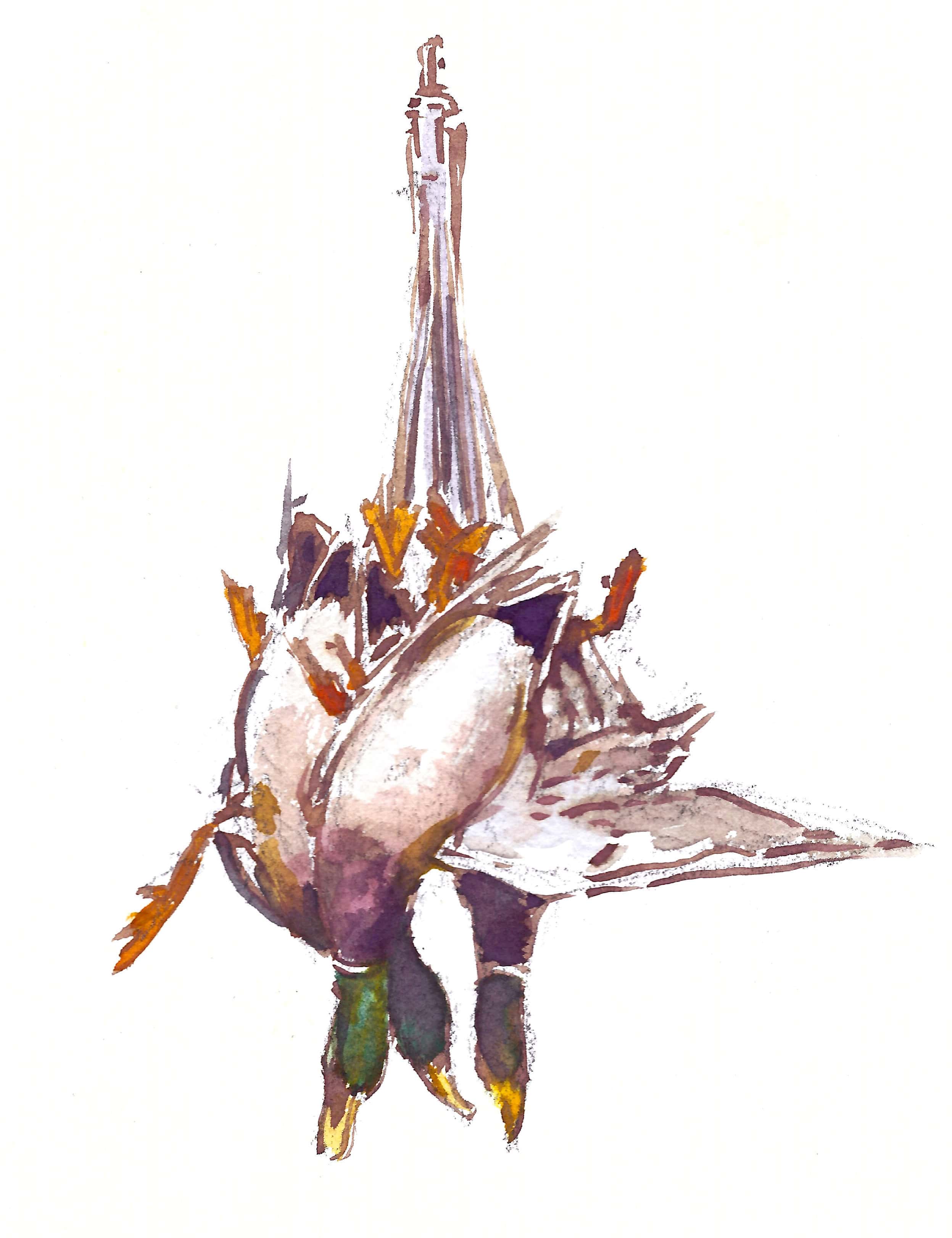 Teal Blake illustration of three ducks harvested