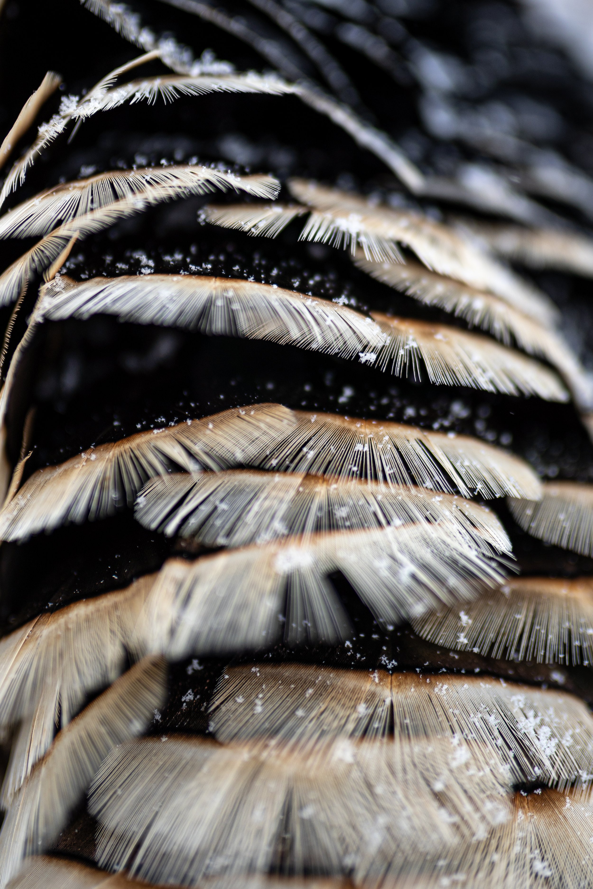 Turkey feathers with a dusting of snow on them