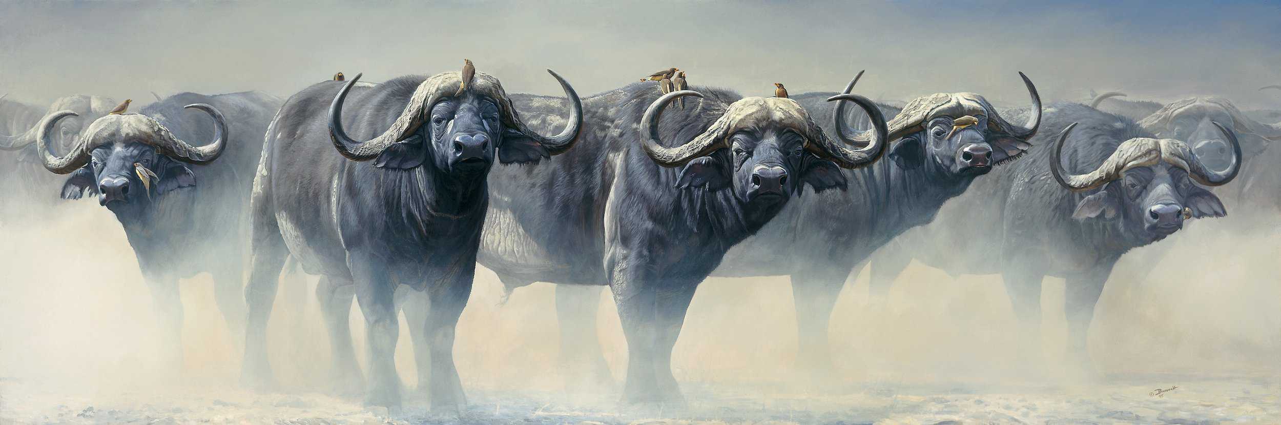 Painting by John Banovich of African buffalos in dust