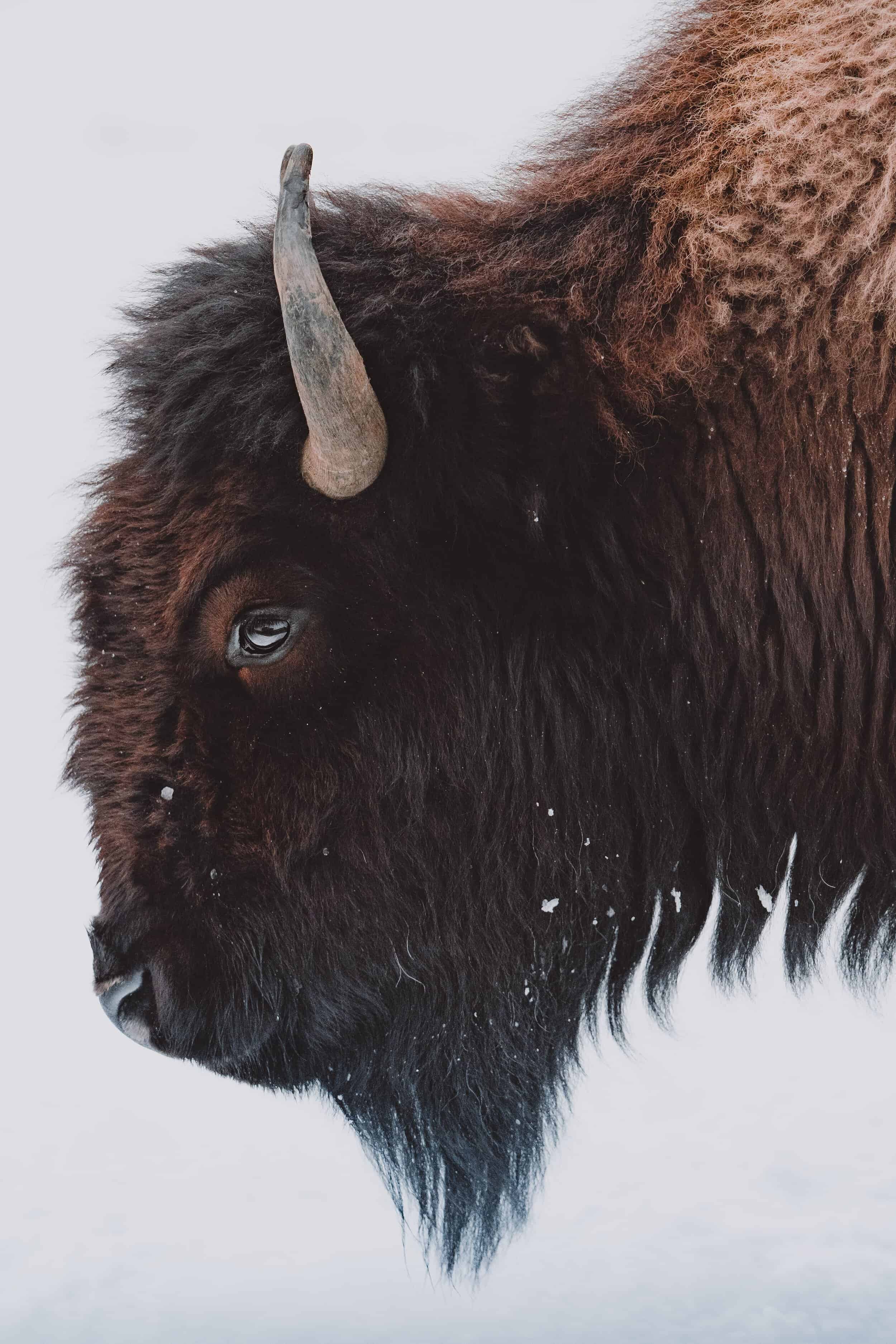 Bison head in winter scene with snow