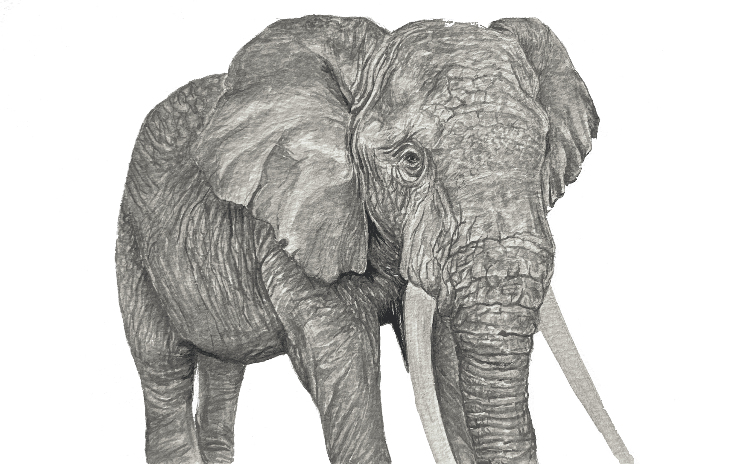 Illustration of an African elephant set against a white backdrop.