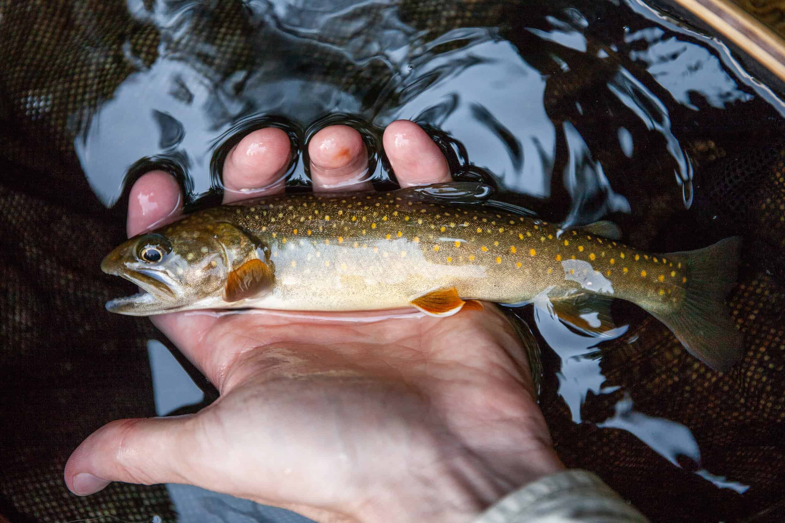 Native bull trout from the Priest River drainage held in palm of hand. 
