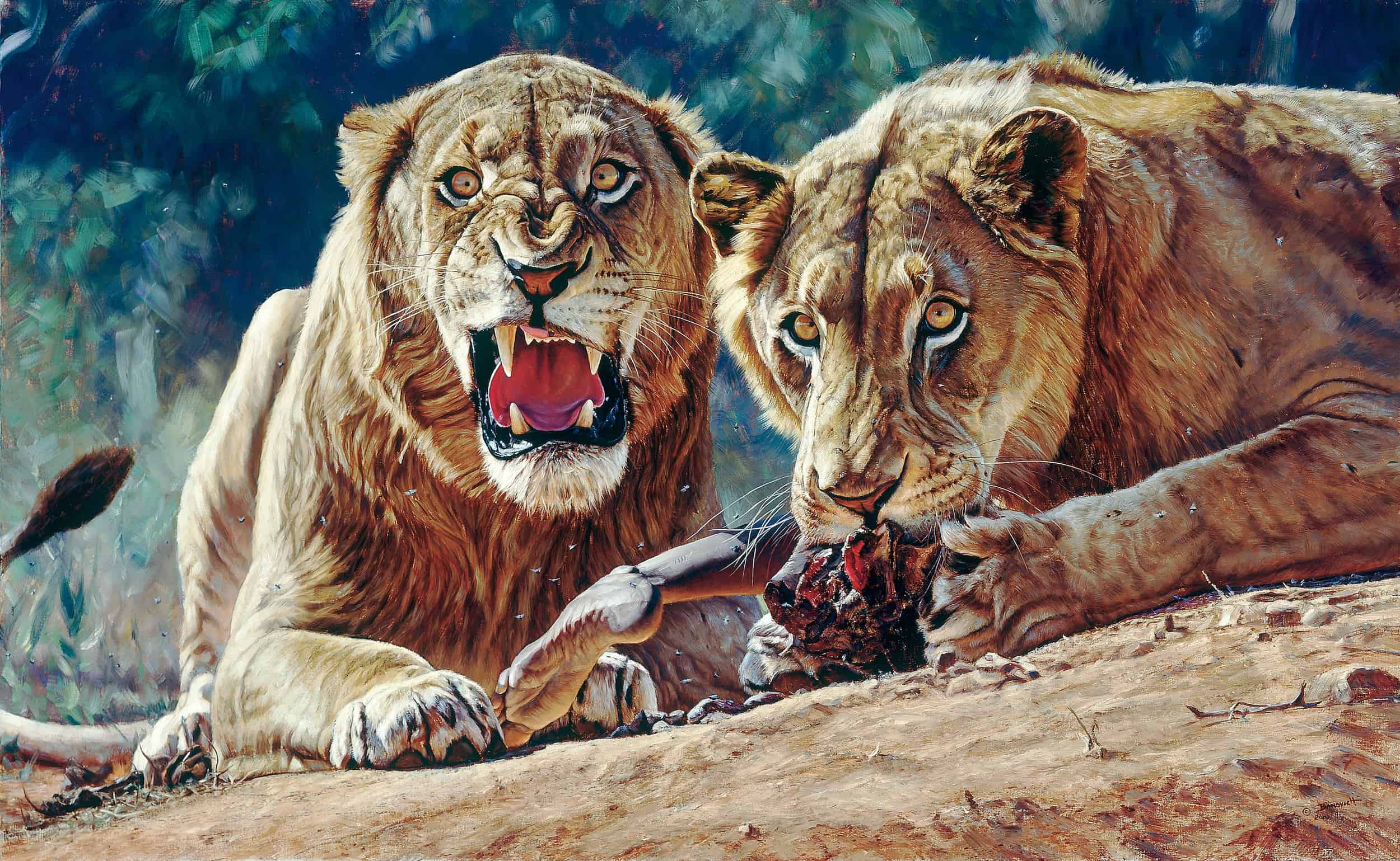 Painting by John Banovich of two lions eating meat, one snarling at viewer