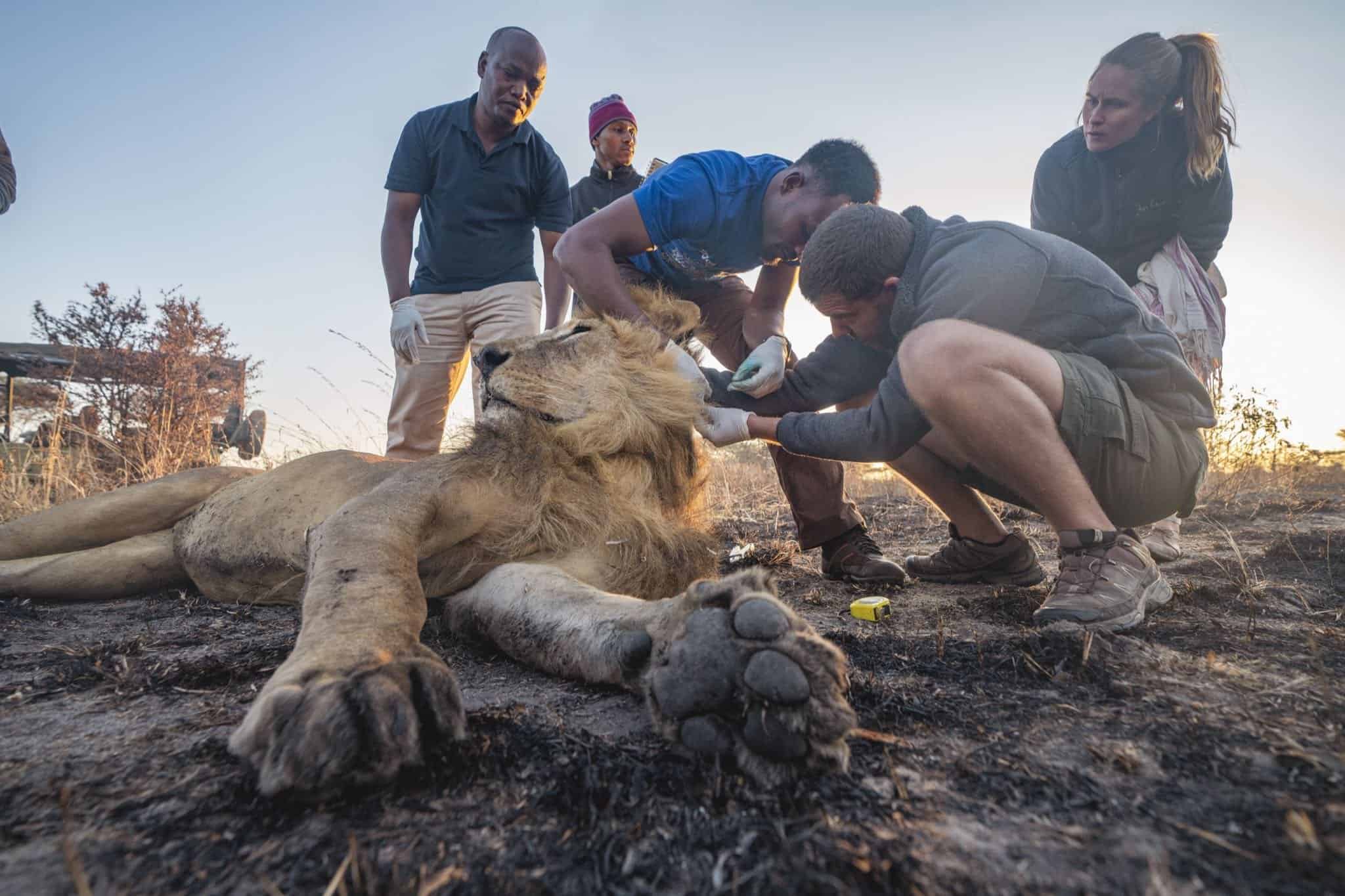 Team of researchers check tag on lion.