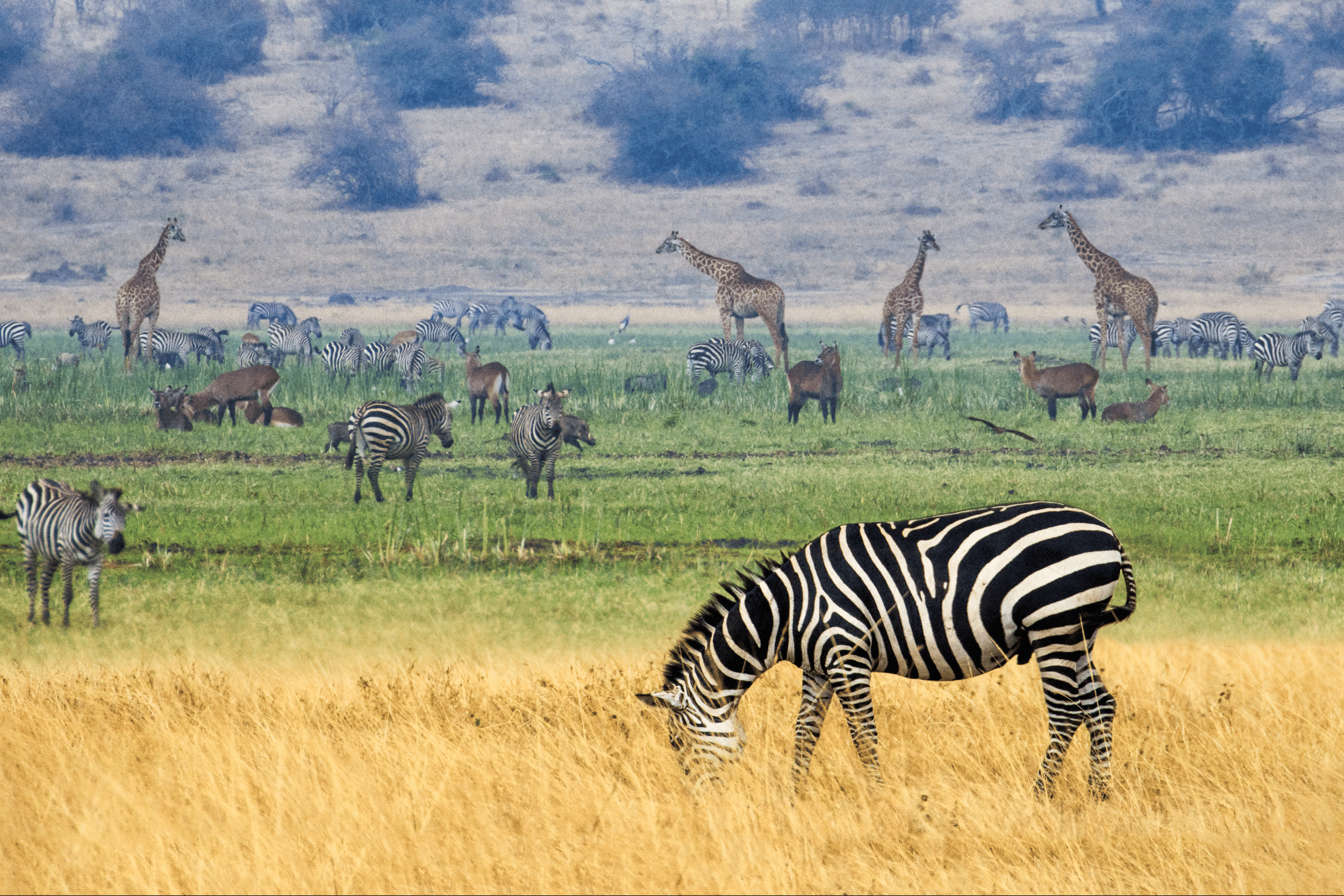 Zebras and giraffes graze in savannah