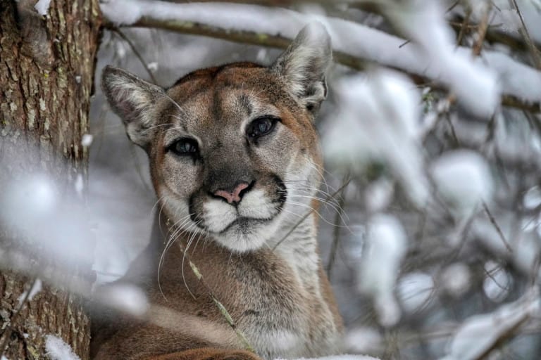 Mountain Lions, Modern Huntsman, volume 9, Mark Elbroch