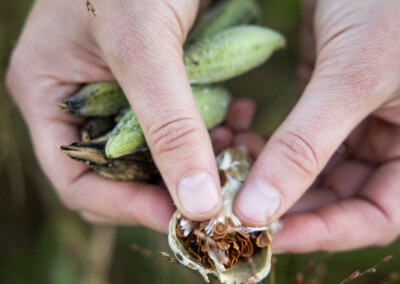 Wild Food: The Seed and the Story