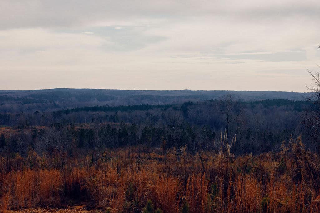 Dan Moultrie profile - alabama countryside