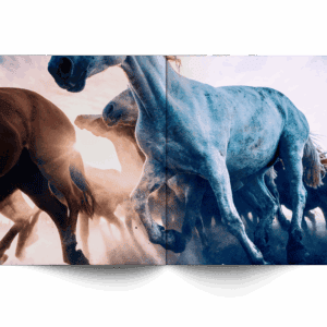 Andy Anderson horses running
