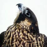 A stunning close-up of a bird of prey with detailed feathers and a magnified beak, highlighting wildlife and conservation themes for modern hunting and nature appreciation.