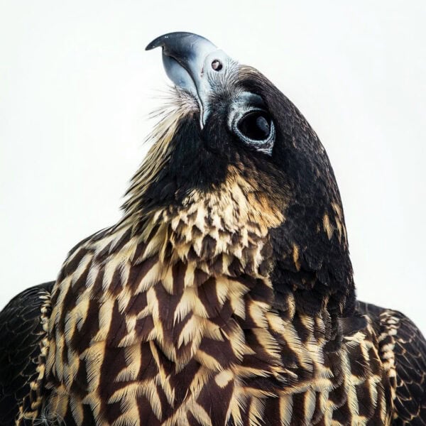 A stunning close-up of a bird of prey with detailed feathers and a magnified beak, highlighting wildlife and conservation themes for modern hunting and nature appreciation.