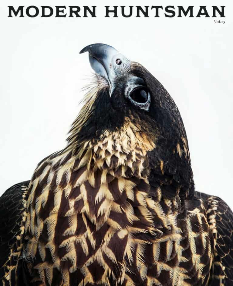 A stunning close-up of a bird of prey with detailed feathers and a magnified beak, highlighting wildlife and conservation themes for modern hunting and nature appreciation.