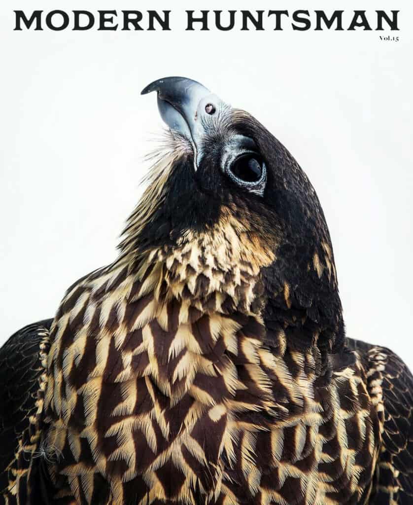 A stunning close-up of a bird of prey with detailed feathers and a magnified beak, highlighting wildlife and conservation themes for modern hunting and nature appreciation.