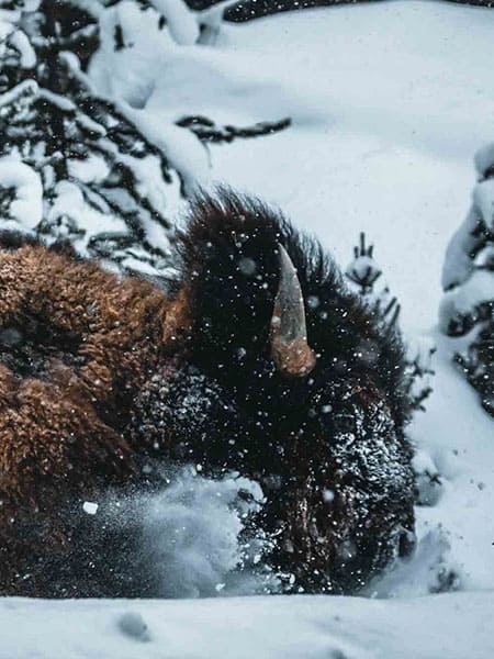Buffalo in the Snow