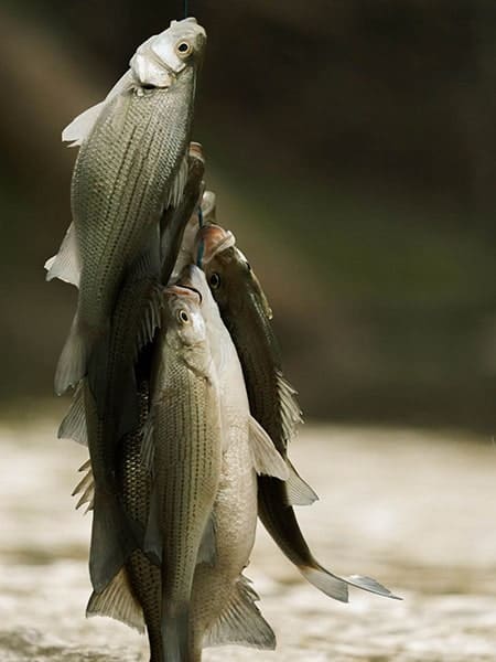 Fish jumping out of river