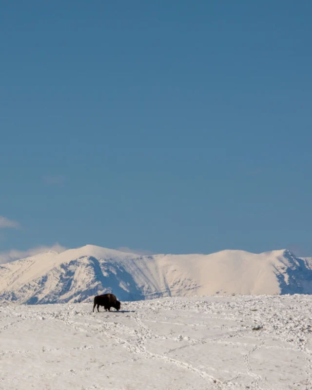 “Everything in the Blackfoot peoples’ existence begins with a story.”From the Blackfeet Reservation in Montana, MH Volume 6’s ‘The Buffalo Stone’ explores the enduring relationship between the Blackfoot people and the buffalo. Written by Lailani Upham (@iron_shield_creative) and photographed by Louise Johns (@louisejohnsphoto), the story moves through oral history, ceremony, and the return of buffalo to tribal lands as an act of cultural survival and stewardship.This is not a story about the past. It is about continuity. About memory carried forward through land, animals, and story.Subscribe to Modern Huntsman to read stories like this today.
