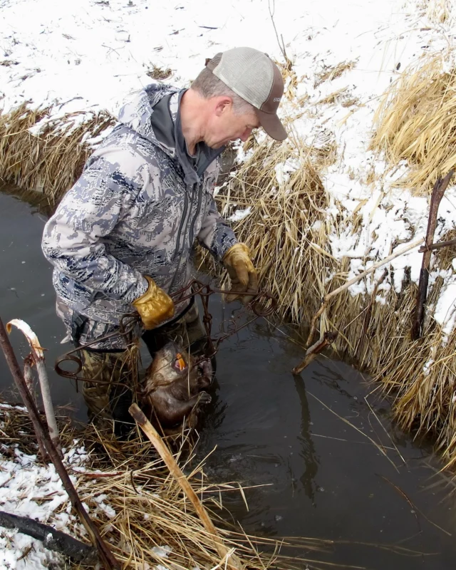 “And what do humans want to see and be surrounded by? Willows and cattails with ducks, mink and muskrat in the water, or McDonald’s and IHOPs?”In V13’s ‘Our Collective Influence’ by Noah Davis (@n.davis21), Randy Newberg (@randynewberghunter) reflects on trapping, land use, and the consequences of human development on wild systems. The story traces his path into trapping, the lessons it taught him about animals and ecosystems, and the tensions that arise when wild places intersect with modern life.Subscribe to the Modern Huntsman magazine to read stories like this and keep print alive. #hunt