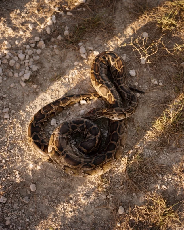 “Burmese pythons have engulfed the Everglades. From Naples to Miami, and south to the Keys, somewhere between 100,000 and 300,000 pythons are slithering and swimming through the grass and cypress swamps. These non-native invasives have decimated South Florida’s native wildlife, and biologists, park rangers, and residents are concerned.”

A look back on this story in Modern Huntsman Volume 7. 

Words by Noah Davis (@n.davis21)
Photography by Dylan Johnston (@capt_johnston)