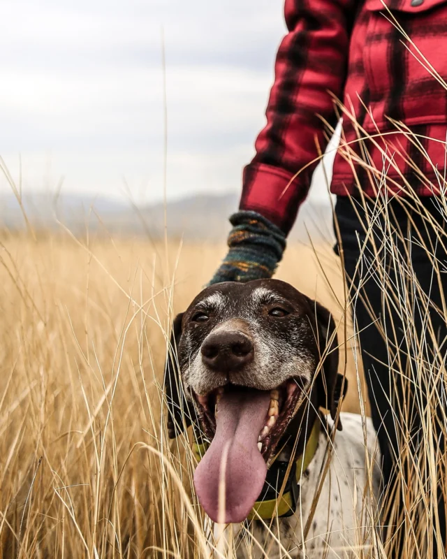 Farley was not perfect. He was devoted to the work.

In ‘Seven Times Slower’ from Volume 9, Jillian Lukiwski (@thenoisyplume) explores a lifetime partnership with a gundog named Farley, shaped by hard hunts, aging joints, stubborn instincts, and an unshakable commitment to the work.

Read this story and others like it in the Modern Huntsman magazine.