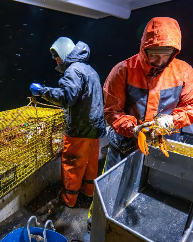 “When I notch a lobster and release it, I feel something. I picture those old-timers in an old boat, in hard times. They could have kept those lobsters and fed their family, but they didn’t. And now I have the privilege to pass what was given to me on to the next generation.”

The ocean is indifferent to the hour. At 2:30 a.m. in January, the only light in the harbor comes from the deck of the Alison Ann. Sam and his crew are already at work, 20 miles into open water, hauling traps, keeping roughly 25 percent of what they pull. The rest goes back. Too small, sent back. A breeder, sent back. A female with eggs gets a V-notch cut into her tail, sent back. A vow: let her go.

This is the ethic at the heart of Maine’s lobster fishery. Not extraction, but stewardship. A generational pact with the ocean. And it’s under siege from every direction. Federal mandates. A warming Gulf of Maine. A working waterfront being gentrified out from under the families who built it. For more than 20 years, not a single documented right whale death was attributed to US lobster gear, and an entire industry is still treated as the villain in someone else’s narrative.

Read ‘The Vow’, the latest from Young Guns in Volume Sixteen.

Words & photography by JC Alberico.