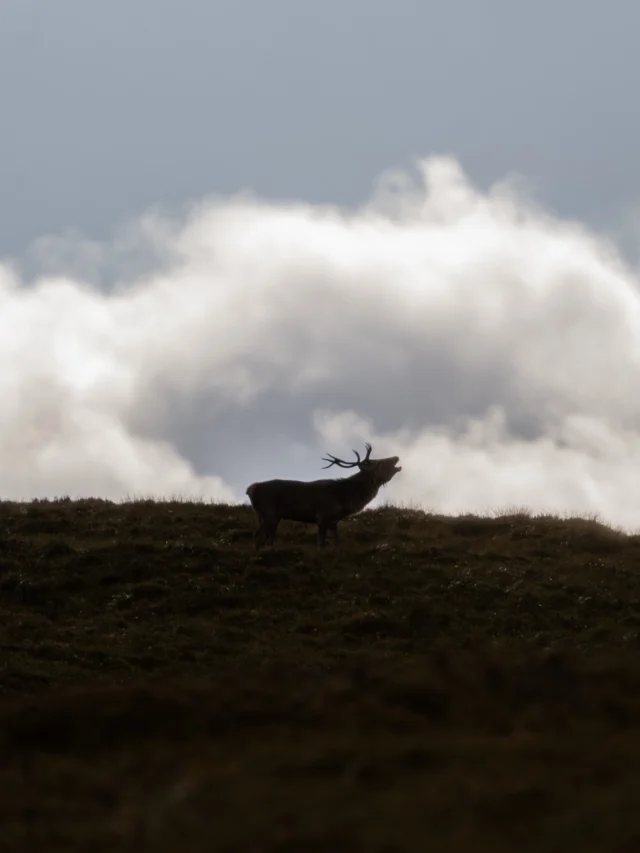 Last September, a red stag stood on a Highland ridge and roared into the wind. Twenty people heard it. None of them have stopped talking about it.

This year, we’re going back. September 20–27, 2026. A full week in the Scottish Highlands. Stalking red stags in the rut. Casting for Atlantic salmon and brown trout. Hunting sika deer from high seats in the forest.

We’ve partnered with our friends at @swarovskioptik_hunting to bring world-class optics to the estate. Your week includes red stag, sika deer, fishing, sporting clays, the chance at grouse, and a possible driven shoot day. Evenings mean three-course wild game dinners, scotch tastings, and a crackling fire in a Victorian lodge that feels like it hasn’t changed in a hundred years.

Spots remain for solo hunters and pairs. Link in bio to reserve.

All photography by the talented Wes Walker (@southwes)

#scotland