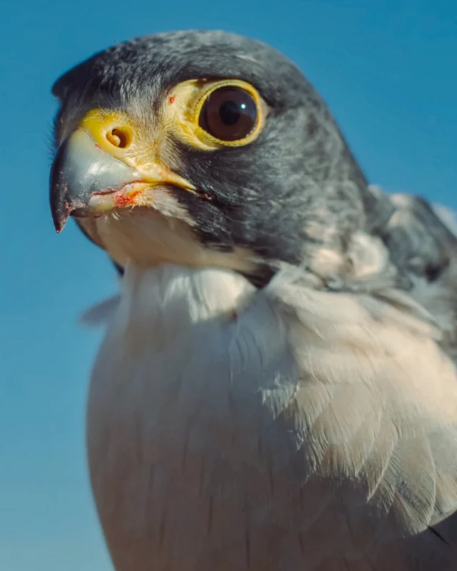 “If that bullet is unintentionally killing wildlife beyond the one that you brought home to your freezer, that’s not something that we should ethically promote as a hunting community.”In our latest feature, “Eyes Pressed to the Sky,” writer Maggie Slepian trails Teton Raptor Center (@tetonraptorcenter) Director Bryan Bedrosian through one of the world’s best hawk migration stations to understand what lead ammunition is doing to golden eagle populations and what hunters can actually do about it.Images throughout are from “Lead It Go,” a short film by Fin & Fur Films (@finandfurfilms) and Ben Masters (@bencmasters) following hunter and conservationist Chris Parish’s mission to remove lead from the food chain. Watch it at the link in our bio.Find this story and more in Modern Huntsman Volume 16. Words by: Maggie Slepian Images from “Lead It Go” by: @finandfurfilms and @bencmasters