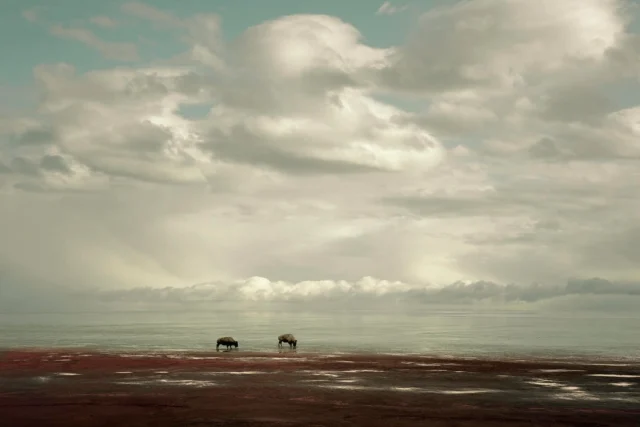 We’re proud to support Modern Huntsman contributor, renowned photographer, and friend Andy Anderson (@andyandersonphoto) as he raises awareness through his most recent project: We The Public. Join us this week in Chicago for photography education and to connect with public land leaders.We the Public Film is a documentary about the urgent need to protect, preserve, and defend America’s public lands.Shot entirely on public lands across the country, the film features powerful interviews with Americans from all walks of life — Indigenous leaders, hunters, hikers, ranchers, scientists, off-roaders, and more. Despite their differences, they all share something in common: a deep connection to the land and a commitment to keeping it public.Join the Chicago APA’s (American Photographic Artists) panel on Thursday, April 23rd at the See You Soon studio to meet director Andy Anderson and producer Conor Callahan (@aspiringrhino) to learn more about the film and their drive to protect our public lands.On Friday the 24th, join Modern Huntsman in attending the We The Public Film fundraiser at Goldberg Photography. Connect with local outdoor industry leaders and environmental experts from around the country.Photos by @andyandersonphoto.