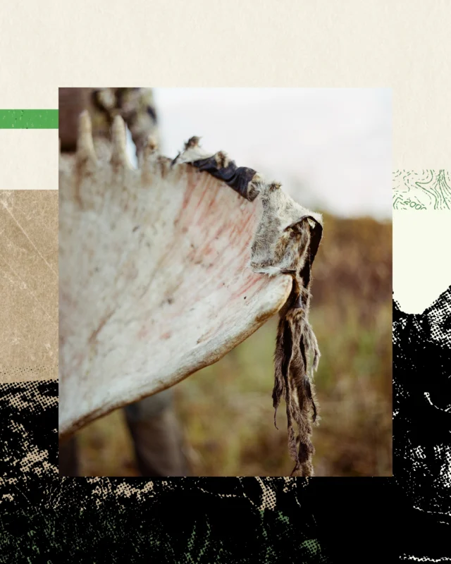 “And when we draw blood, we do our best to see things through.”In Modern Huntsman Volume 17, Chad David Ferguson writes about five seasons chasing an Alaska bull moose and the string of challenges he overcame to finally get his bull.Read “Thirty Years Waylaid” in print. Link in bio to subscribe or give a gift subscription.Words by: Chad David FergusonIllustrations by: Pádraig Croke (@padraigcroke)Photography by: Tito West (@tito__west)
